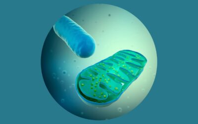 5 Sposobów na Wsparcie Twoich Mitochondriów!